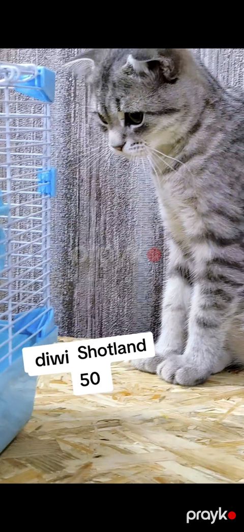 Şotland yastı qulaq, Dişi, Yaxşı əllərə, Ödənişli çatdırılma — Xırdalan