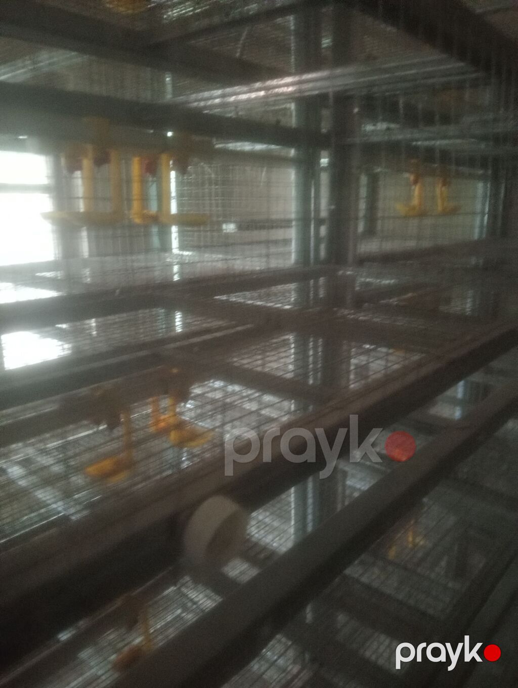 Sənaye tipli quşçuluq qəfəs sistemi - Material: sinklənmiş metal — Qəfəslər, Saray (4)