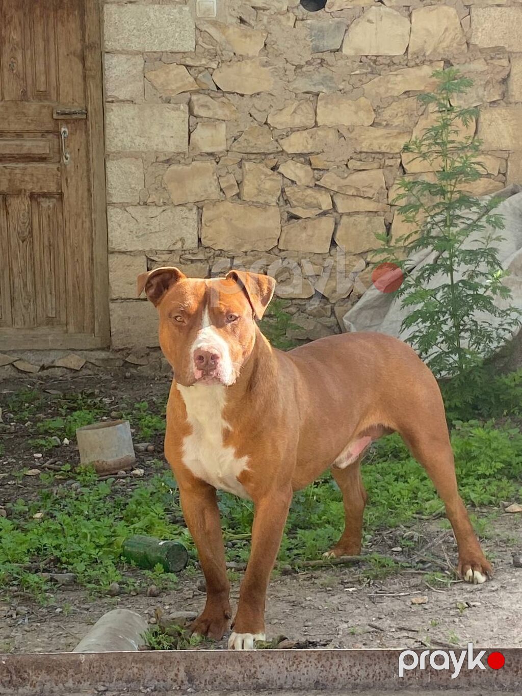 Pitbul, 3 il, Erkək — Köpəklər, Gəncə (2)