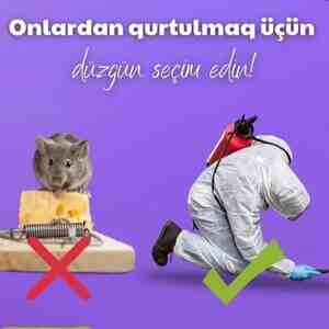 Həşəratlara son — Dezinfeksiya, dezinseksiya, Bakı (4)
