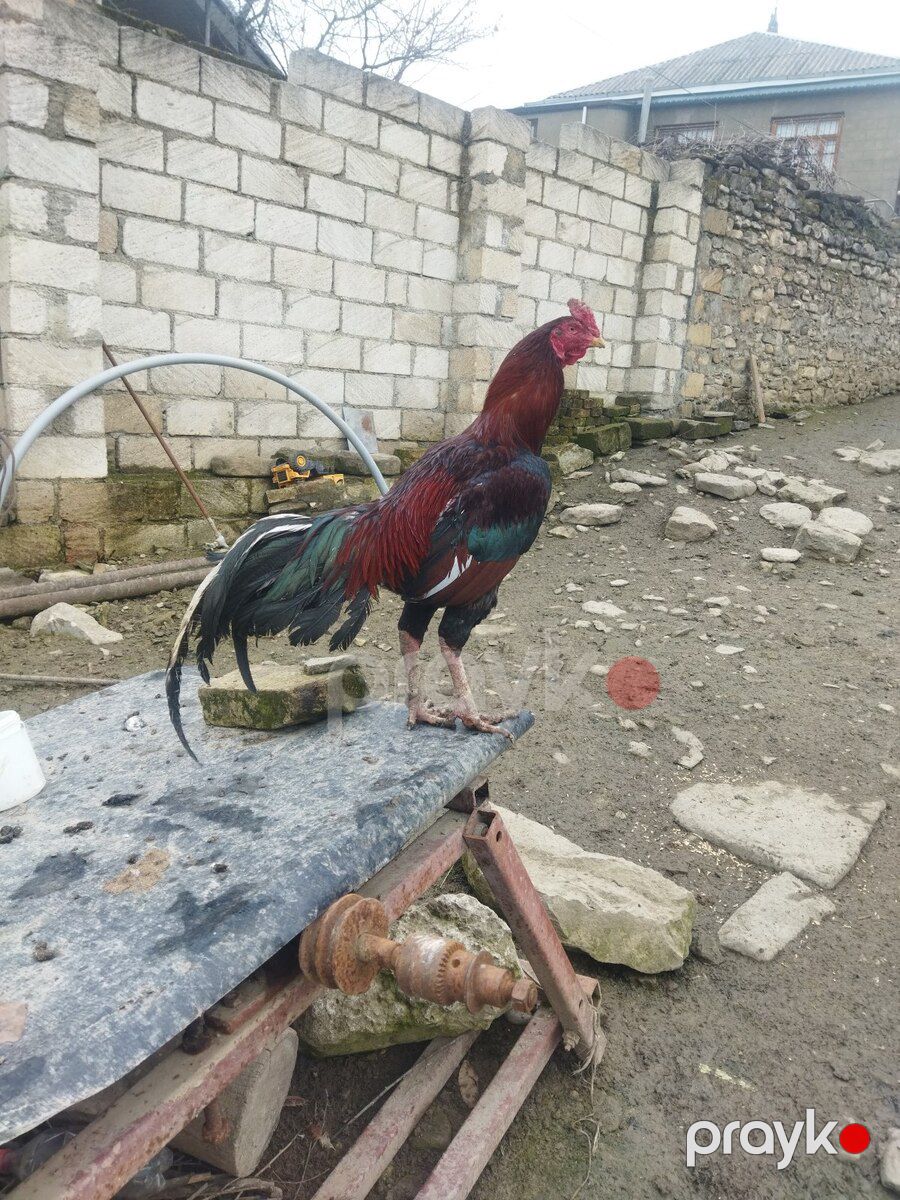Heyratı beçəsi — Quşlar, Quba (5)