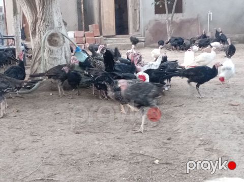 Məhsul: Hind toyuqları. Amerikan sortu Təsvir: - Açıq həyətdə — Bakı