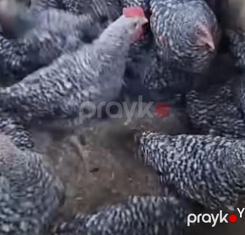Xarkov toyuqları satılır 3 ay 20 günlükdülər vaksin olunublar — Bakı
