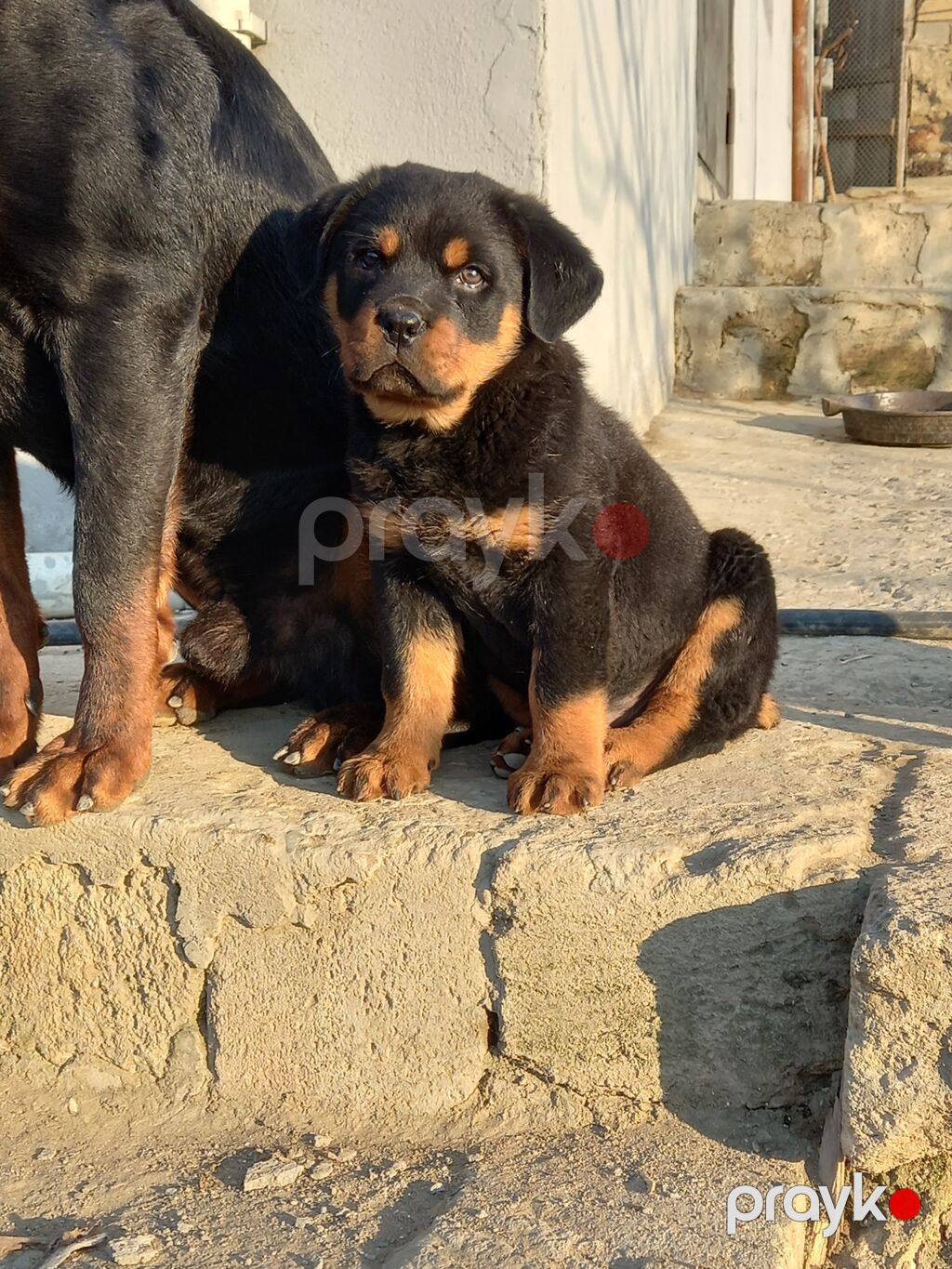 Rotveyler, 2 ay, Peyvəndli, Ünvandan götürmə — Köpəklər, Digah (3)