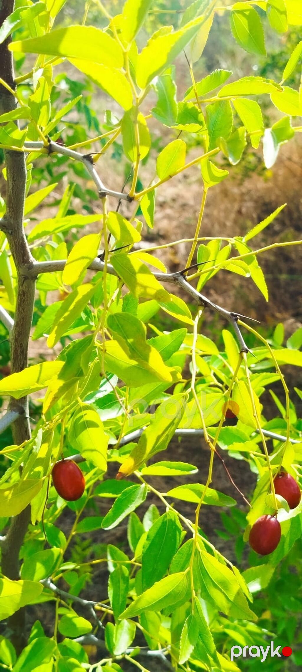 5 sot, Tikinti — Torpaq, Bakı (9)