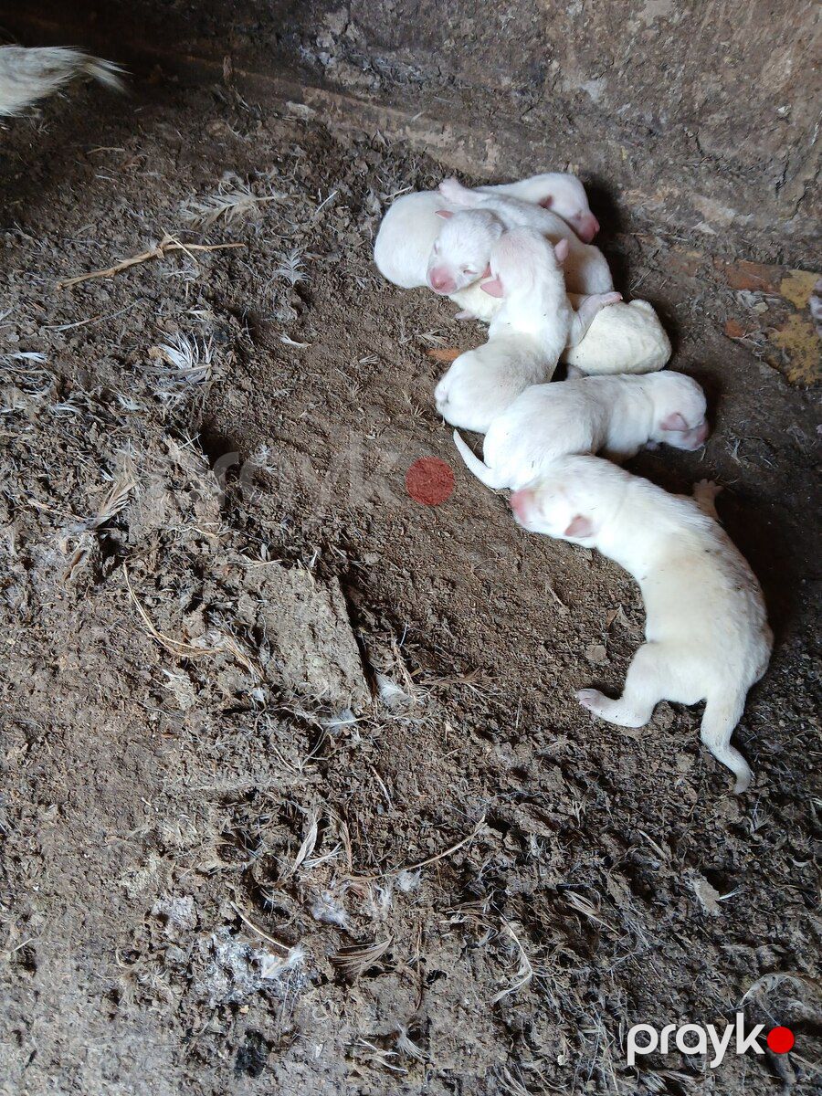 Həyət iti — Köpəklər, Bakı (3)