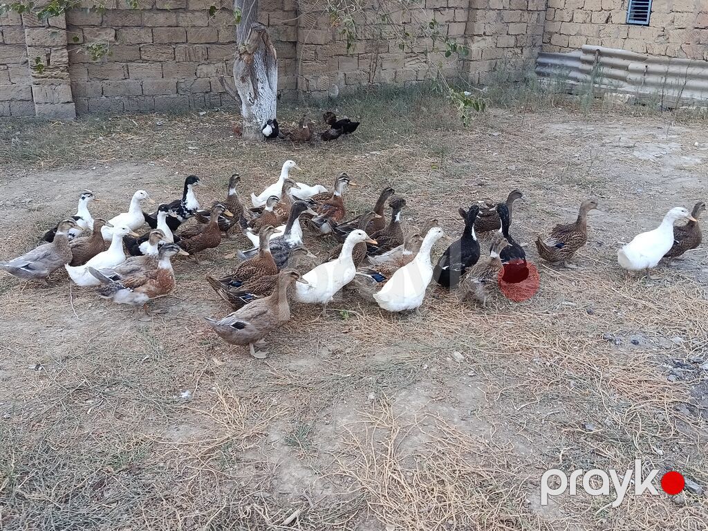 Ördəkler 4-5ayindi.Pekin,Xarkov, Qışqıran,qarsiq.qiymet 13m Papaqli — Digərləri, Mehdiabad (7)
