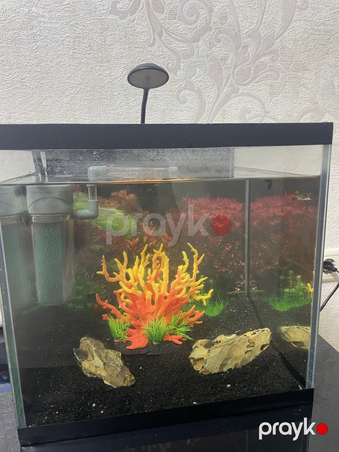 Akvarium — Akvariumlar və balıqlar, Bakı (2)