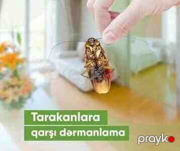 Həşəratlara son — Dezinfeksiya, dezinseksiya, Bakı (3)
