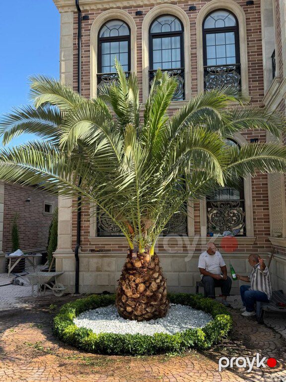 Palma ağacı — Bitkilər, Bakı (4)