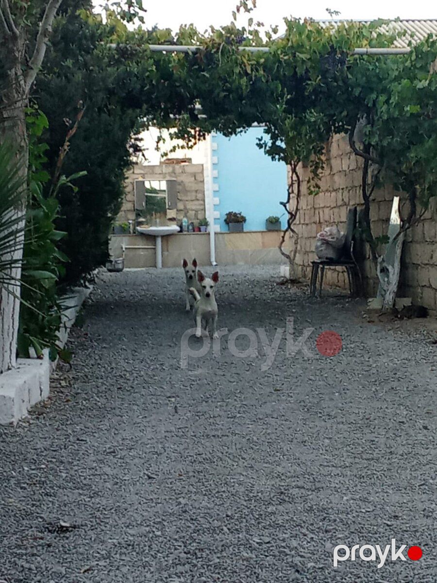 Həyət iti — Köpəklər, Bakı (7)