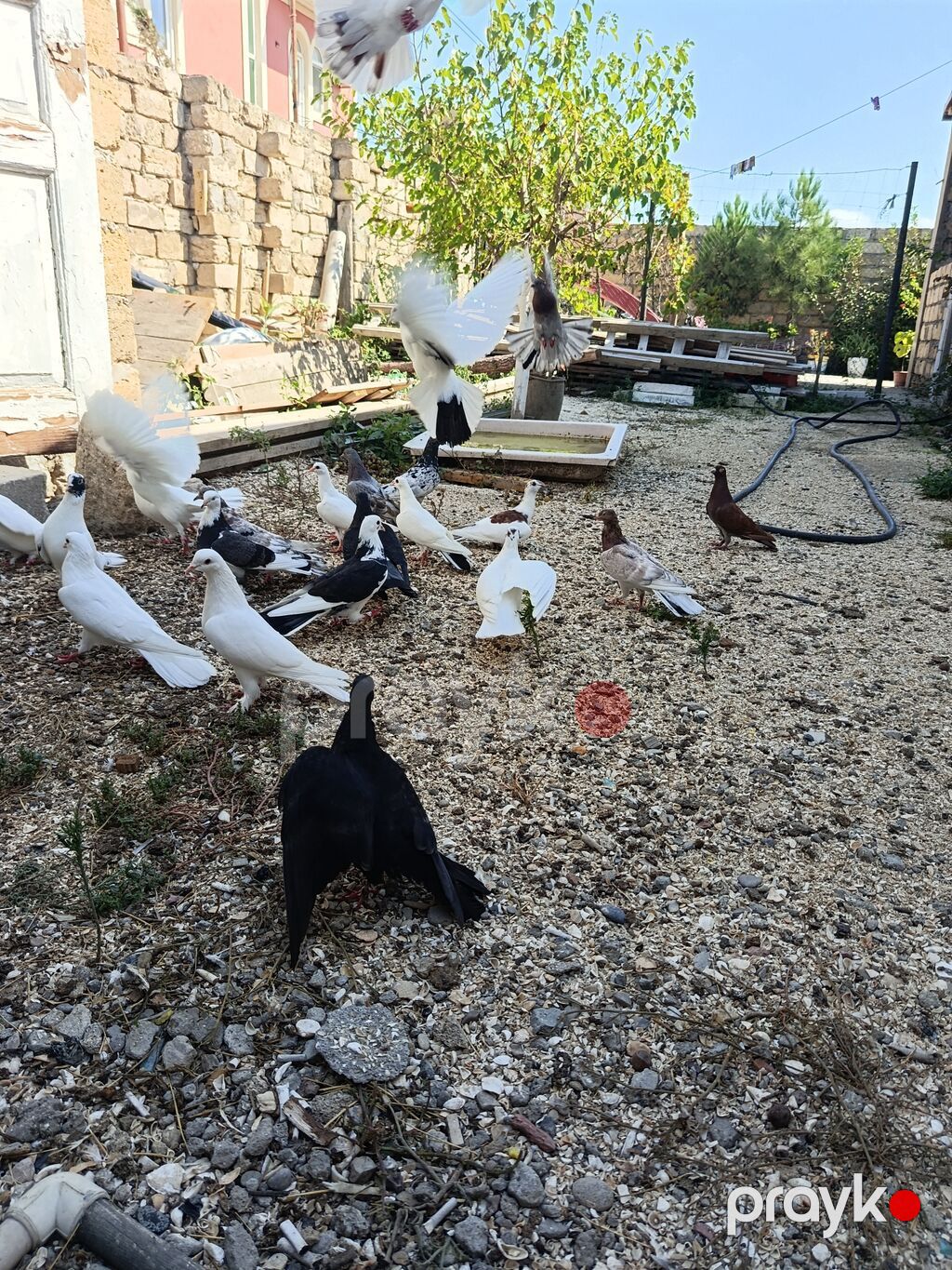 Tərgitmə quşlar Təsvir: - Şəkillərdə müxtəlif rəng çalarını saxlayan — Göyərçin, Bakı (2)