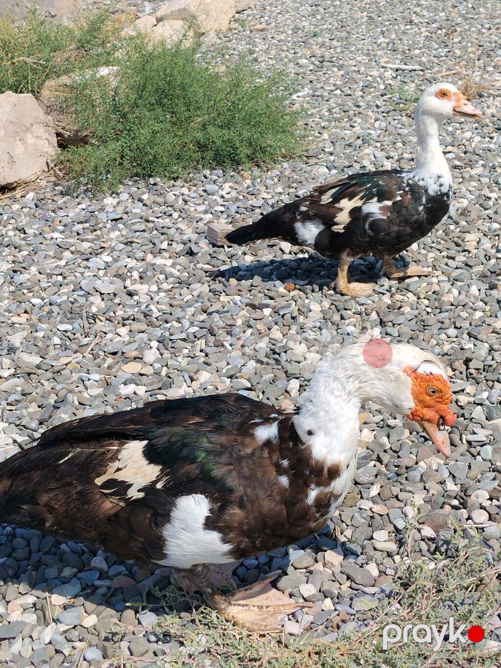 Hunduska disi lal ordeklər 1 erkey 2 disi ana — Digərləri, Sumqayıt (2)