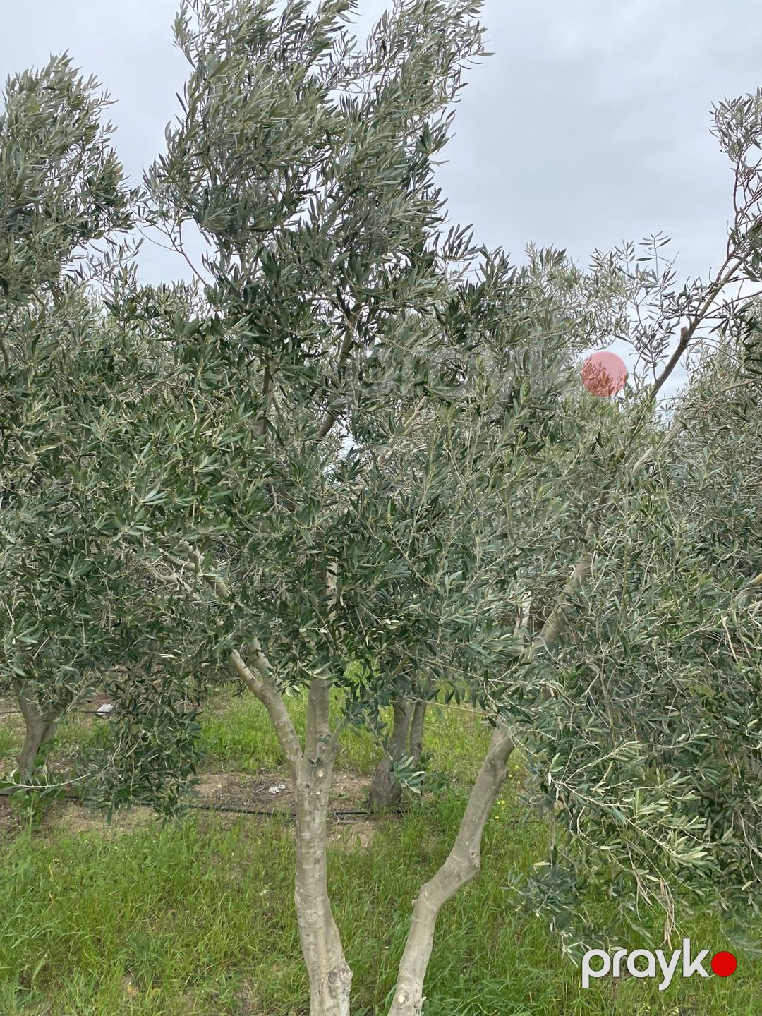Satılır torpaq 30 sot — Torpaq, Bakı (5)
