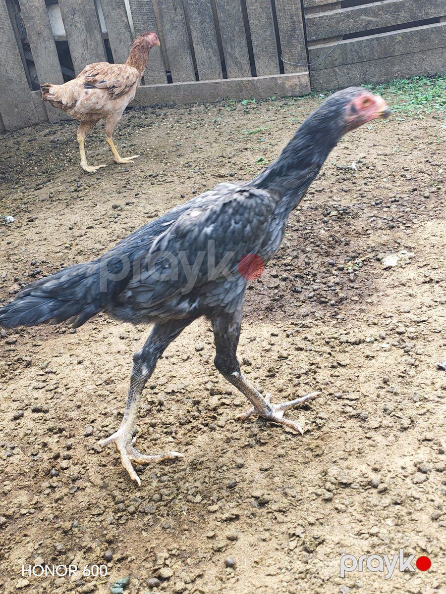 Heyratı — Quşlar, Ağstafa (4)