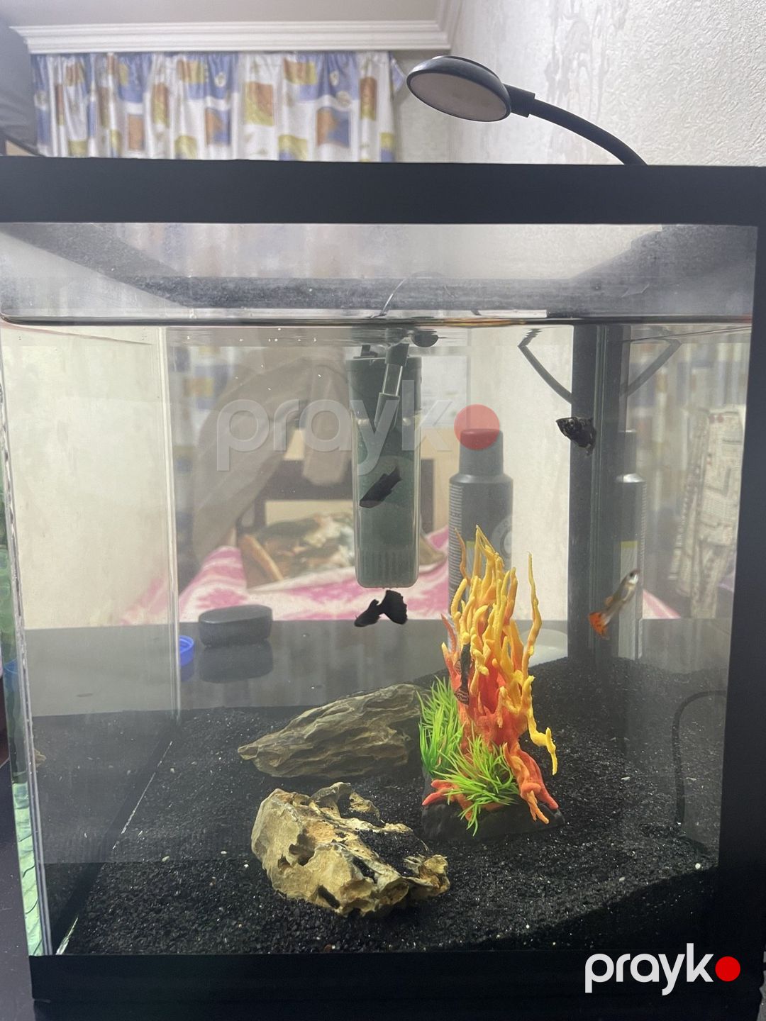 Akvarium — Akvariumlar və balıqlar, Bakı (4)