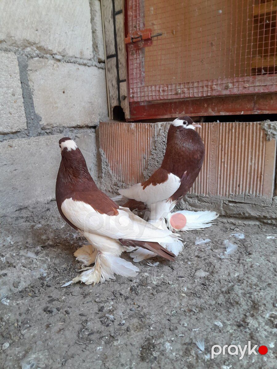 Göyərçinlər — Quşlar, Bərdə (3)