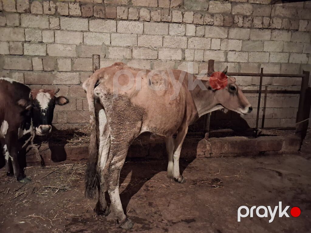 2 dene Heyvandi qirmizi ala Bogazdi 3 cu qarin 2 aylig Sari inekde — Kənd təsərrüfatı heyvanları, Xırdalan (7)