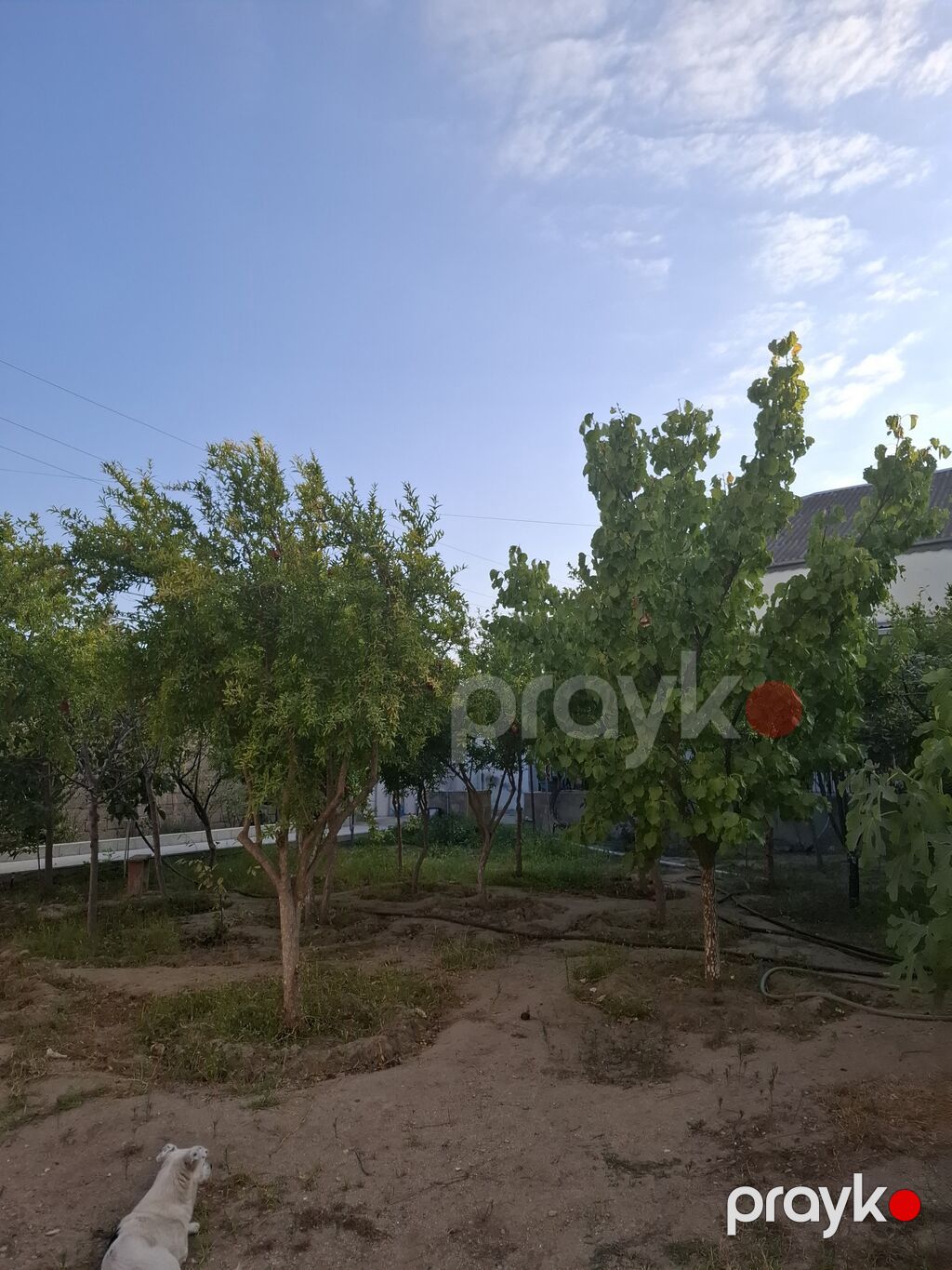 Meyvə bağ sahəsi satılır - Sahədə müxtəlif meyvə ağacları əkilib — Torpaq, Bakı (2)