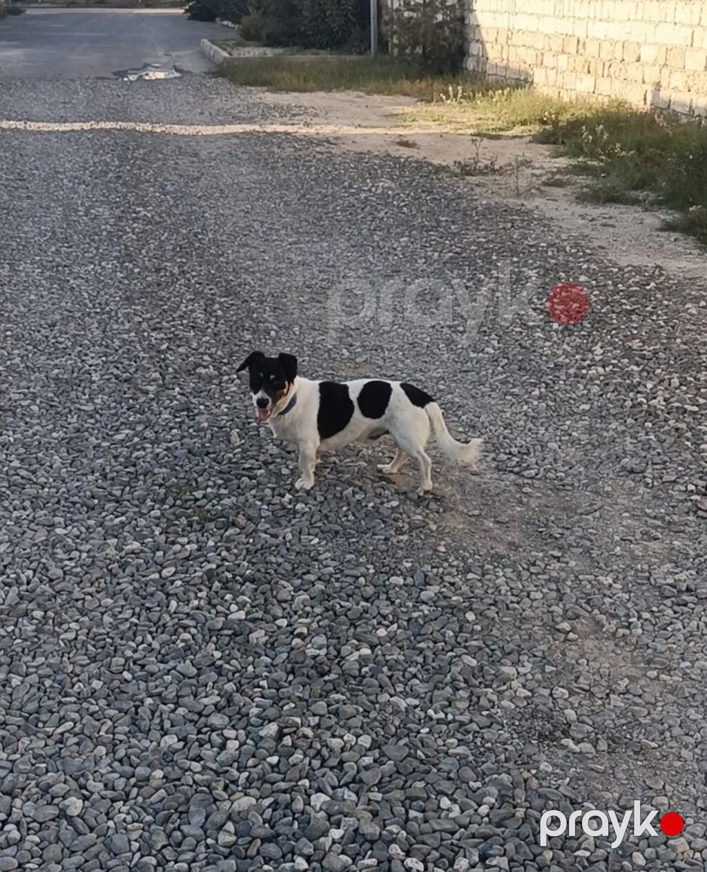 Salam iki ədəd zvanok balası satılır. Ağ qara olan dişidir qəhvəyi — Köpəklər, Digah (10)