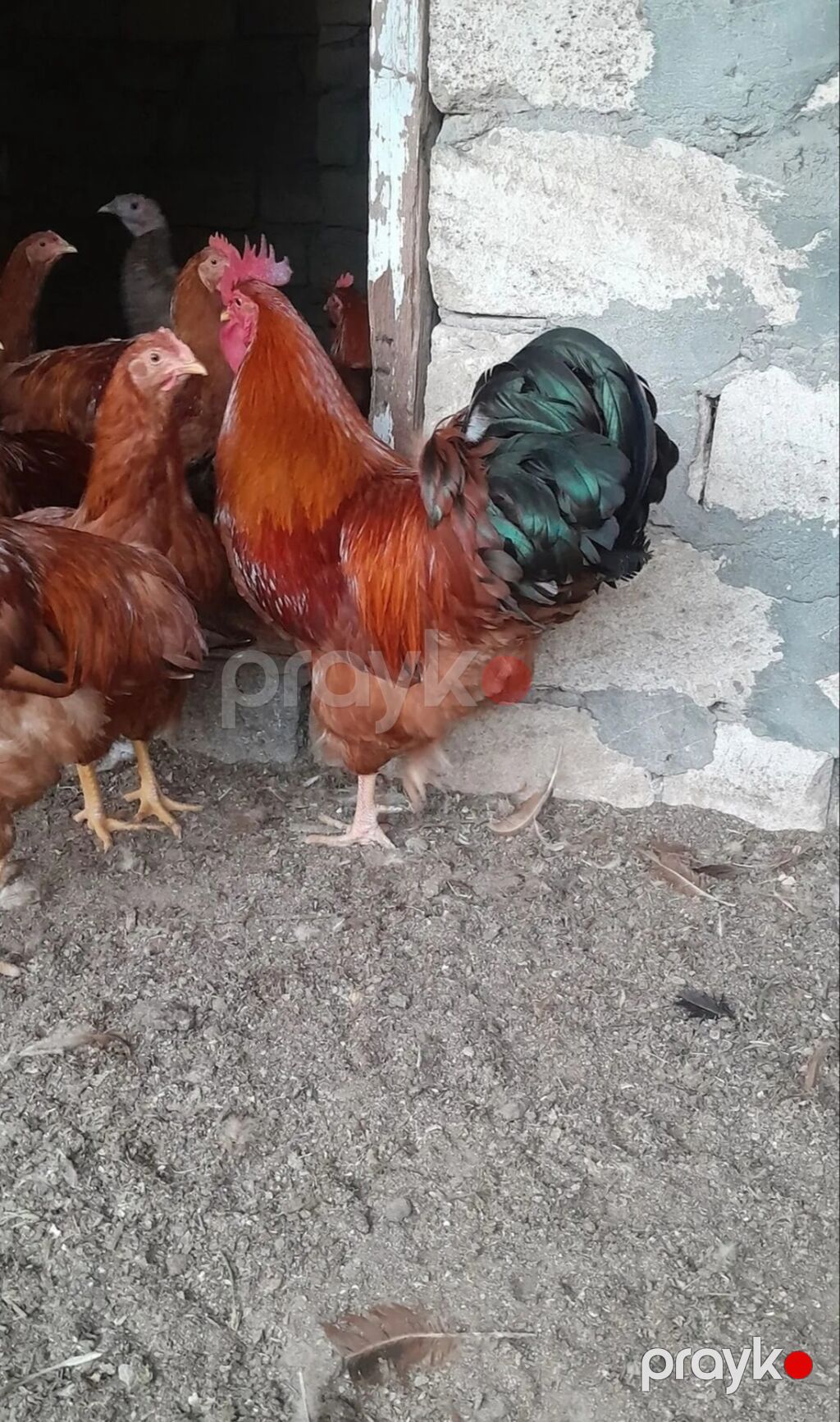 İri cins xoruz hamşira sortudu - Rəng: tünd qırmızı-qonur bədən — Toyuq və xoruz, Bakı (2)