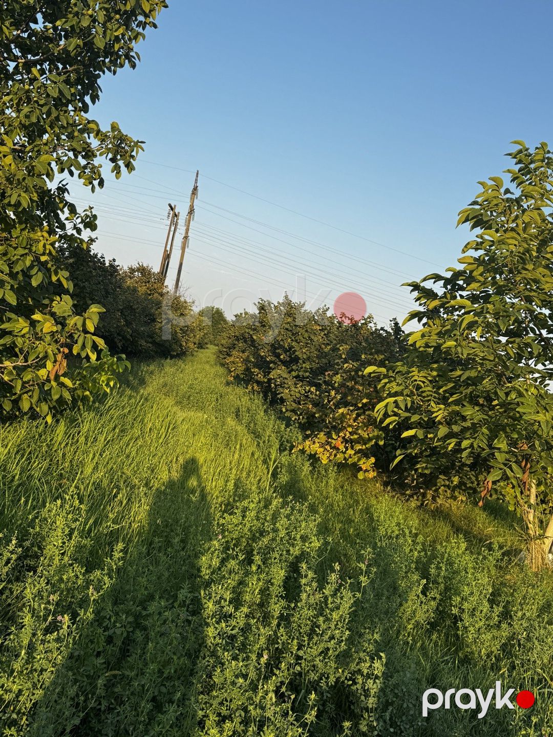 Satılır torpaq 237.3 sot — Torpaq, Xudat (5)