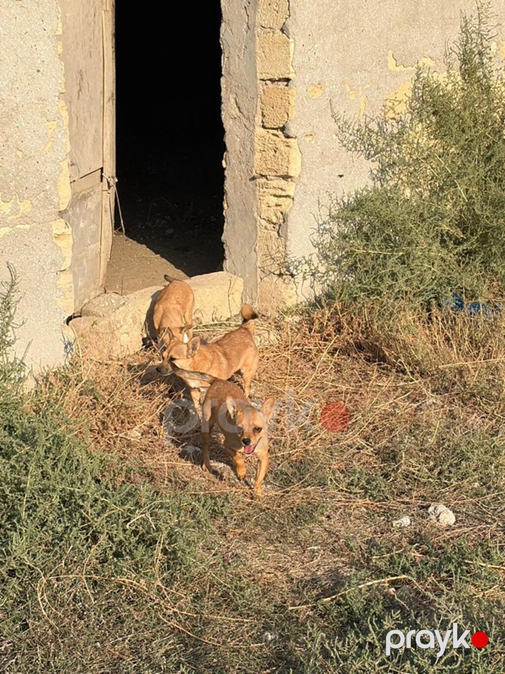 10 ay, Peyvəndli — Köpəklər, Mehdiabad (2)