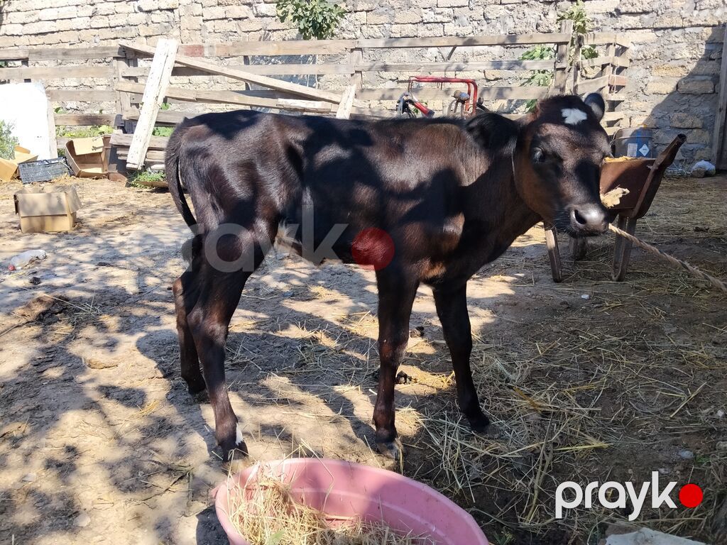 Qara rəngli buzov - Növ: dana/buzov - Rəng: tünd qara, alında ağ ləkə — Kənd təsərrüfatı heyvanları, Digah (3)