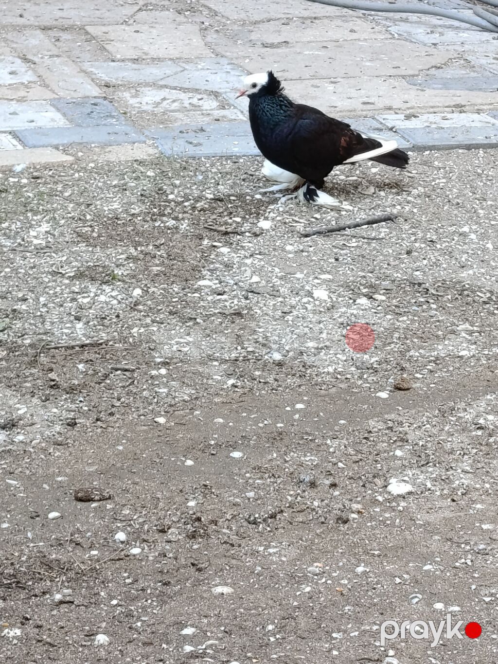 Qara-ağ rəngli dekorativ göyərçin - Növ: dekorativ/fancy göyərçin — Göyərçin, Bakı (3)