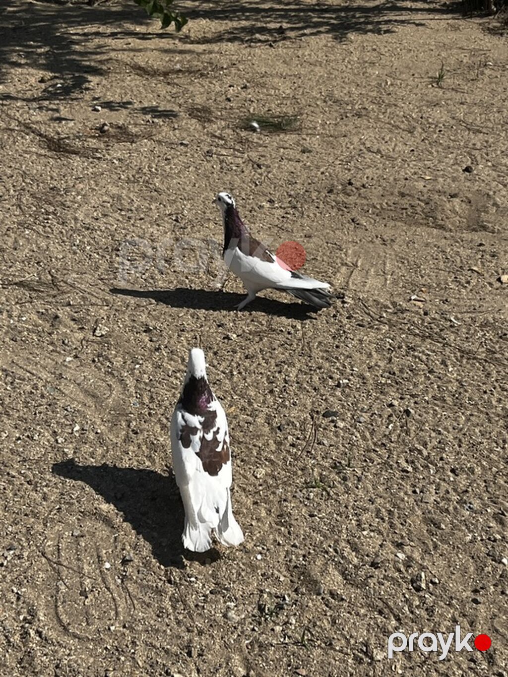 Hazır cütdülər cütü 25manat — Göyərçin, Digah (2)
