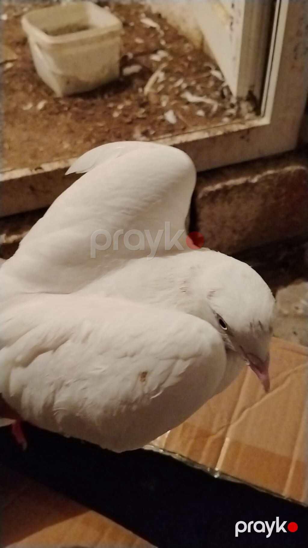 Ev göyərcinleri tek tek gotren olsa Ayr qiymet olacay hamsn gotren — Göyərçin, Digah (6)