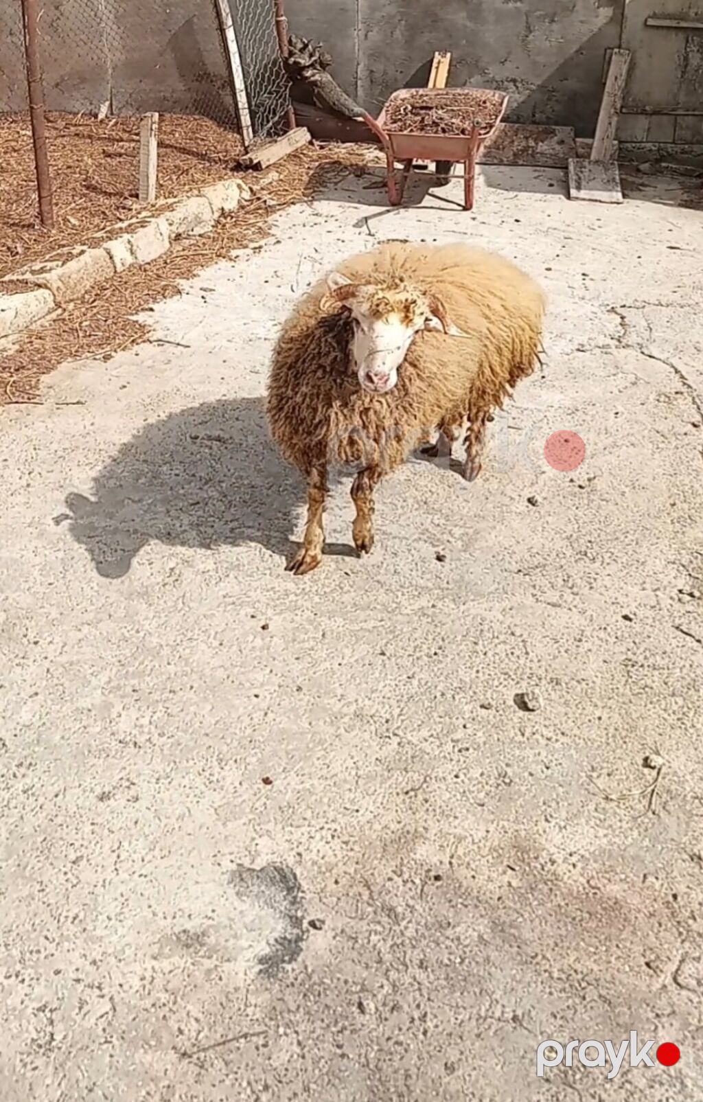 7 ayliq dir erkek dir kok dir suber hyvan dir 400 manat - Növ: Qoyun — Kənd təsərrüfatı heyvanları, Masazır (2)