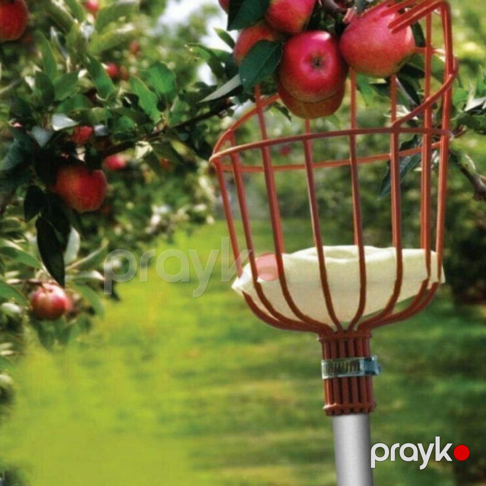 Meyvə dərən narıncı - prm1_55 — Mallar, Bakı (3)