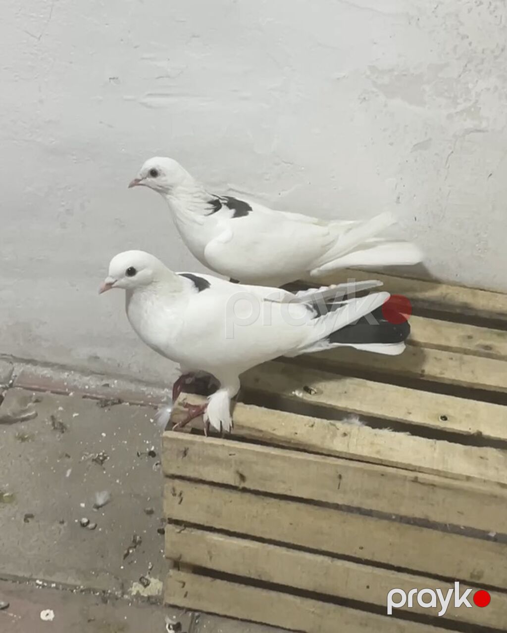 Göy nişan cütdülərdi bakı quşlarıdı uçan cinsdir — Göyərçin, Digah (2)