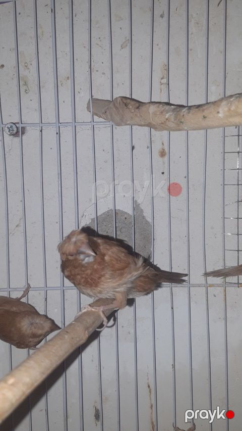 Hazir bala vermiw cut amadinler benqal ve bawi kekililer cutu