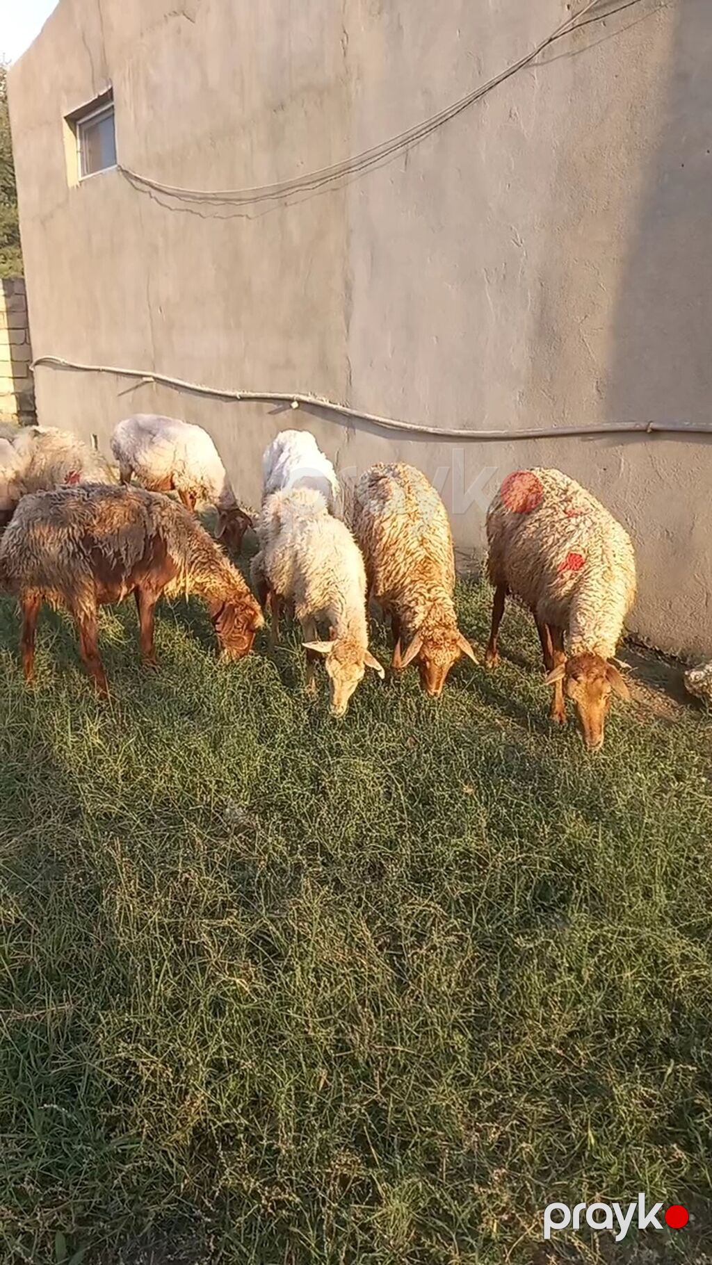 Salam tam saglam 12dene bogaz qoyun — Kənd təsərrüfatı heyvanları, Digah (3)