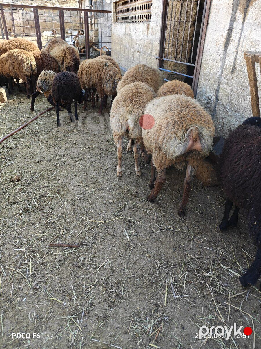 Quzular — Kənd təsərrüfatı heyvanları, Qobustan (7)