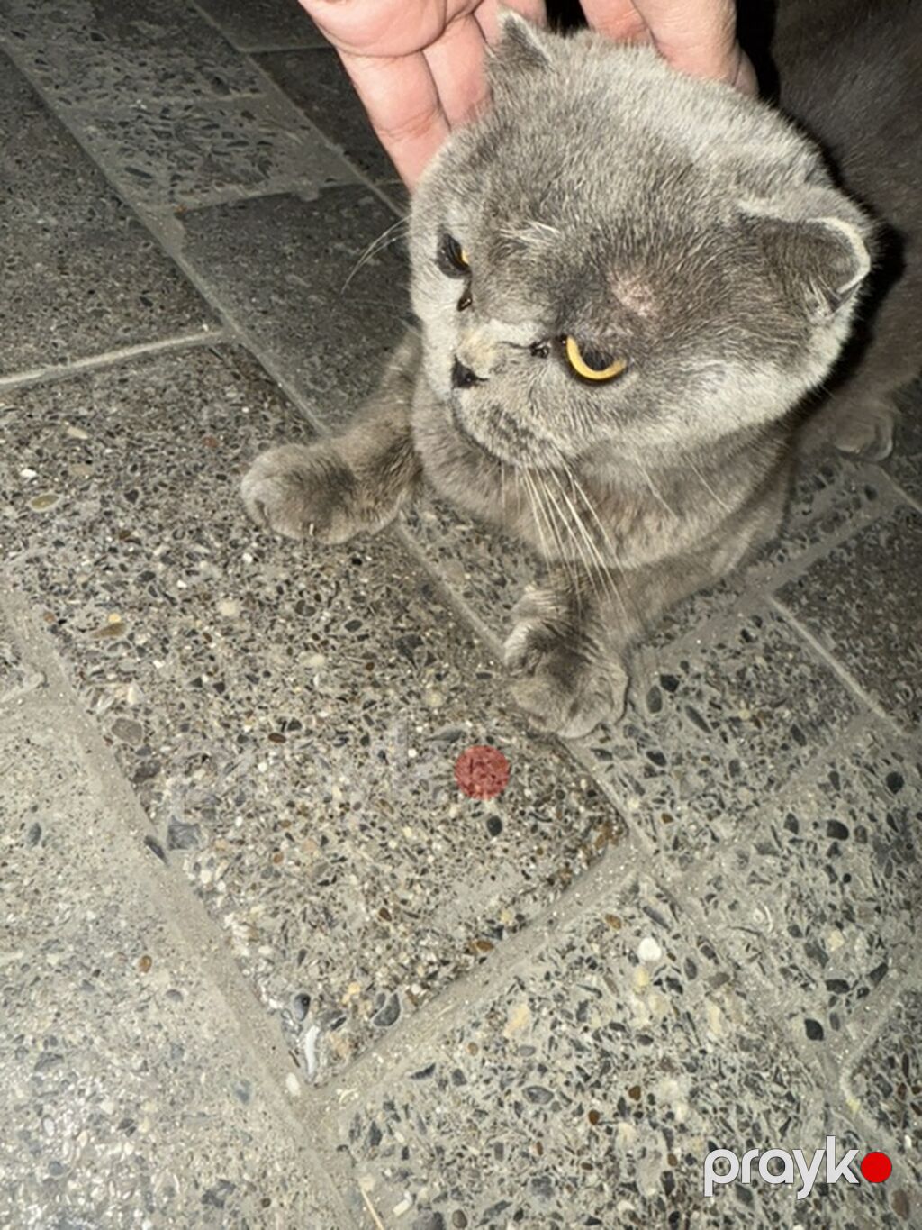 Britan yastı qulaq, Yaxşı əllərə — Pişiklər, Qobu (2)