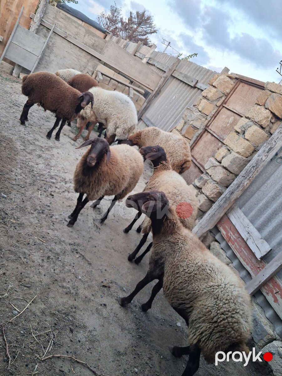Qoyunlar — Kənd təsərrüfatı heyvanları, Bakı (5)