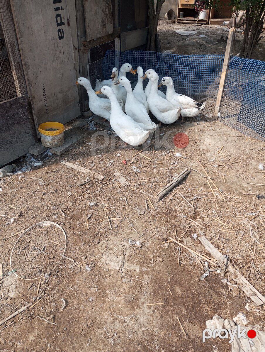 Pekin ördəkləri — Quşlar, Bakı (3)
