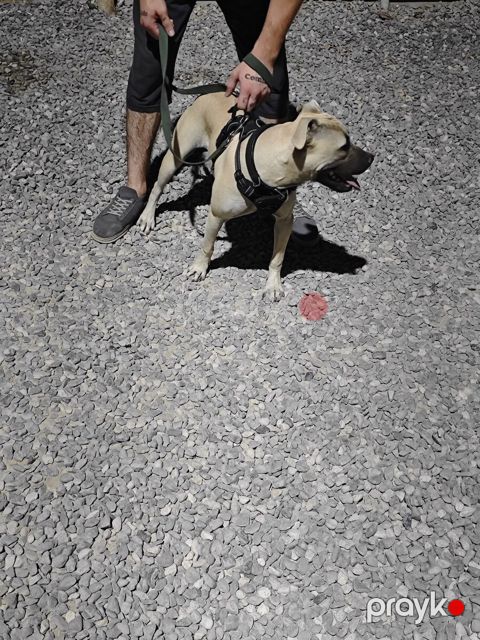 Pitbul — Bakı