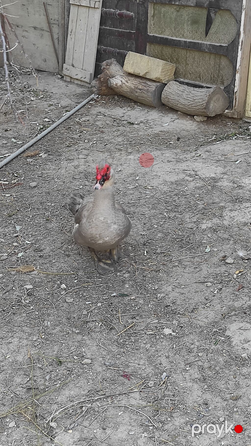Erkək, Lal ördək, Damazlıq, Ünvandan götürmə — Digərləri, Masazır (4)