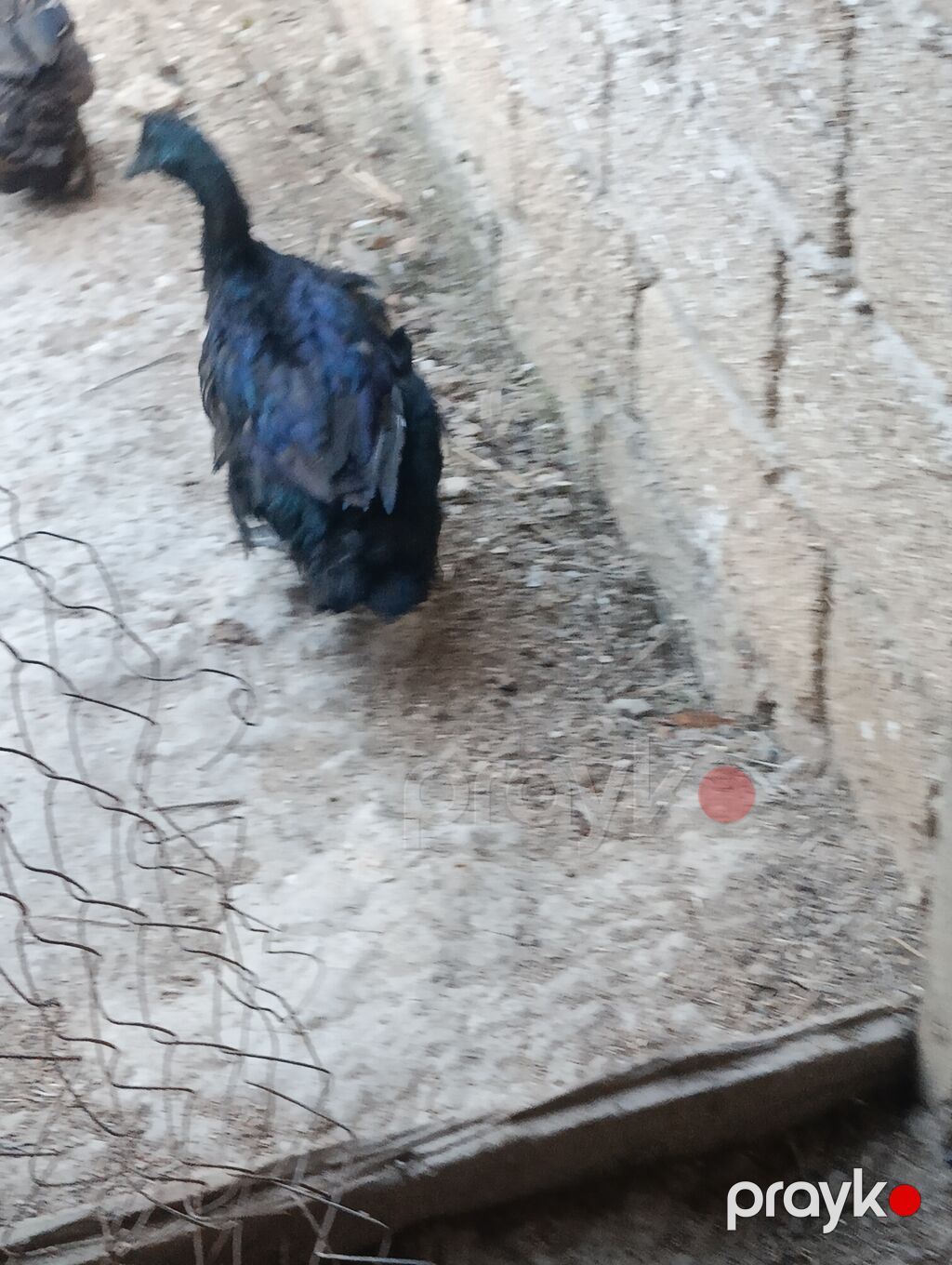 Erkək, Damazlıq, Ödənişli çatdırılma — Digərləri, Digah (4)