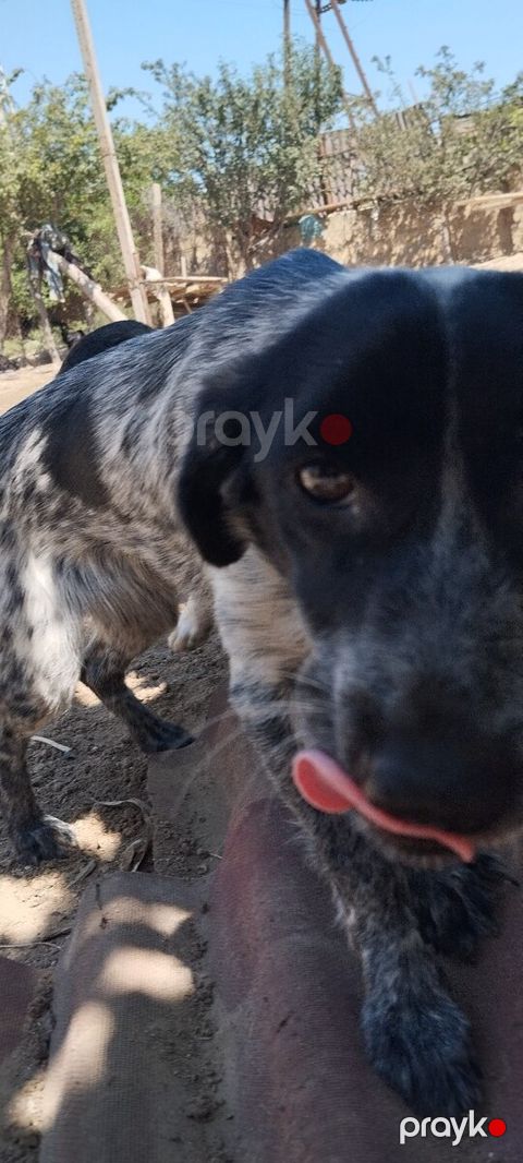 Ov iti — Bakı