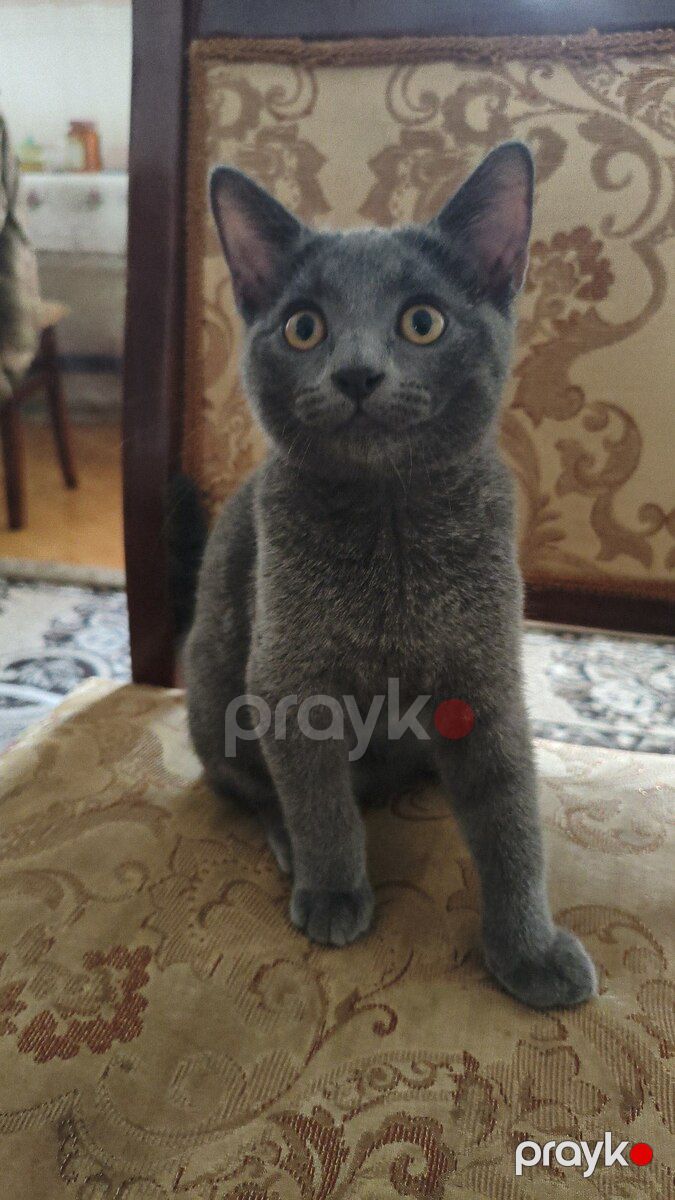 Britan pişiyi — Pişiklər, Bakı (4)