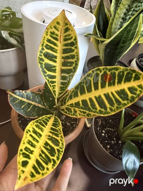 Kroton (Codiaeum variegatum) – dekorativ yarpaqlı otaq bitkisi — Bakı