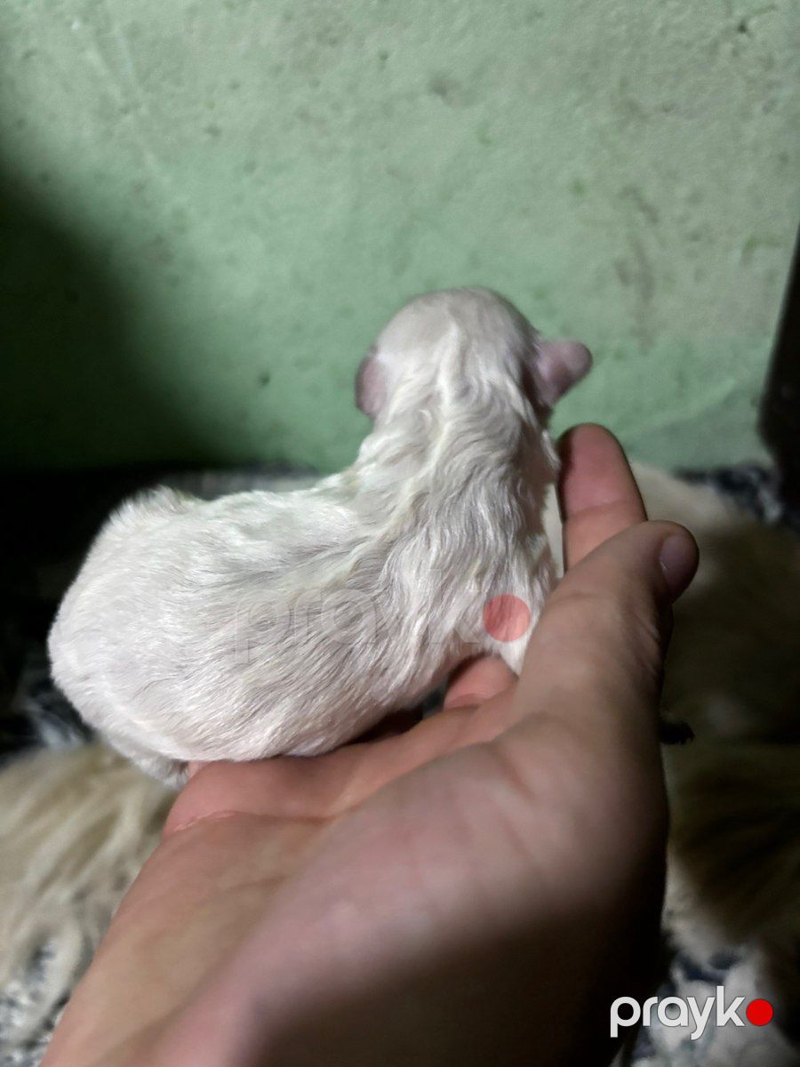 Pekines balaları — Köpəklər, Gəncə (3)