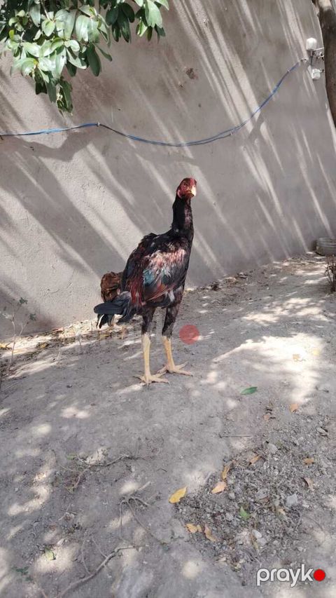 Beçə — Bakı