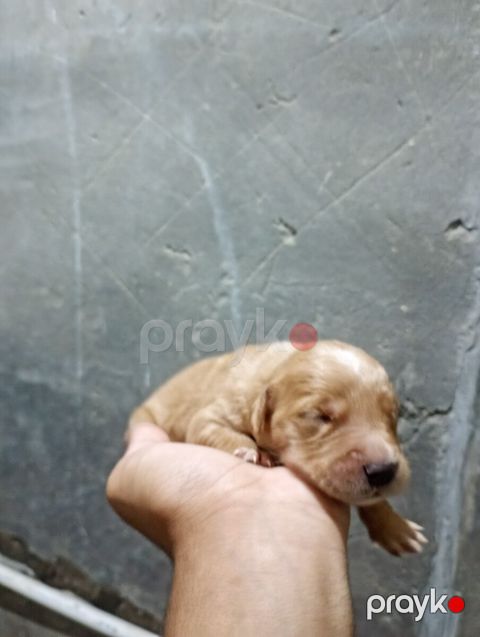 Labrador Retriver balaları — Bakı