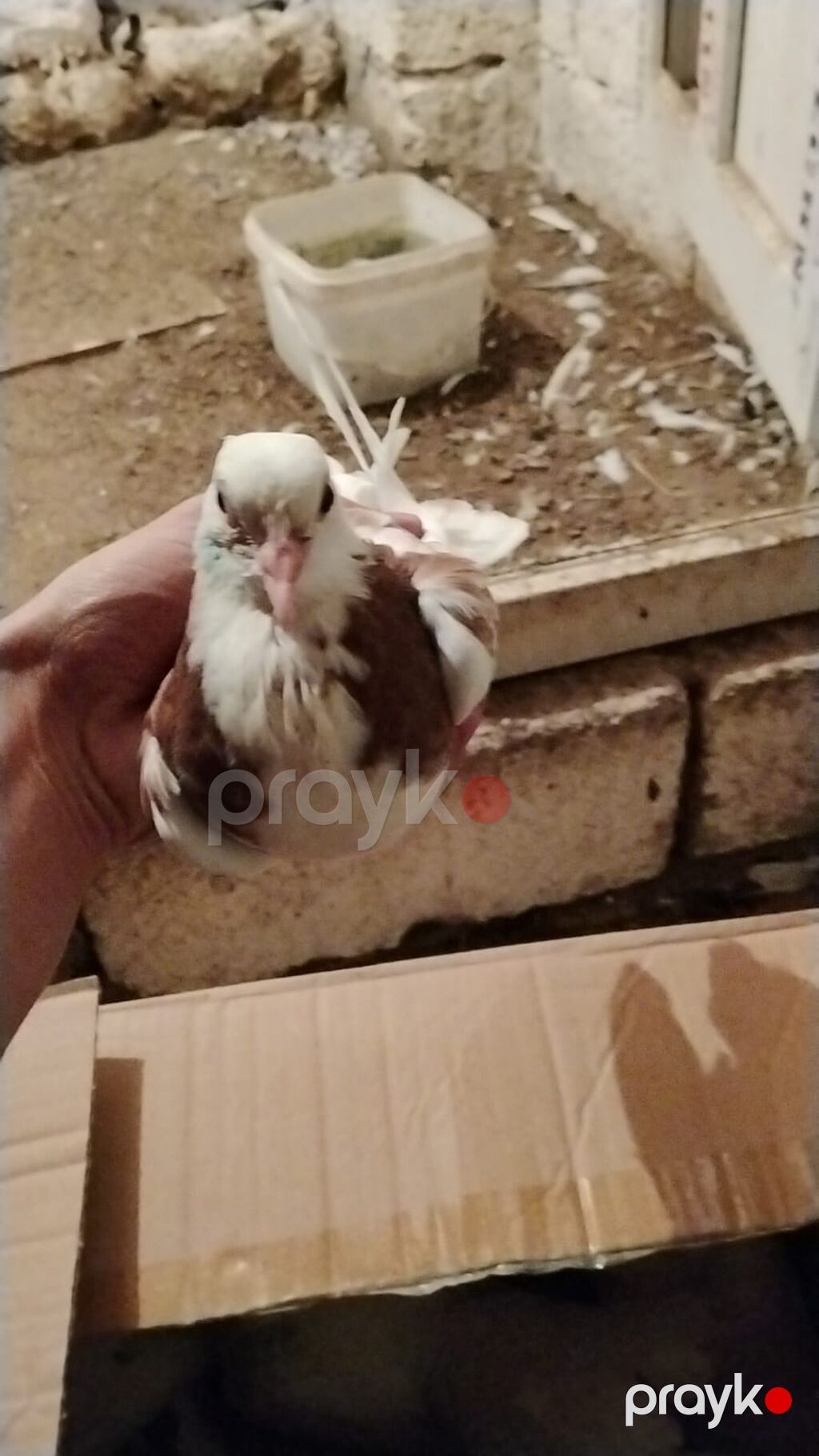 Ev göyərcinleri tek tek gotren olsa Ayr qiymet olacay hamsn gotren — Göyərçin, Digah (5)